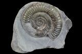 Dactylioceras Ammonite Stand Up - England #68149-1